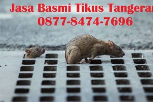 Jasa Basmi Tikus Tangerang