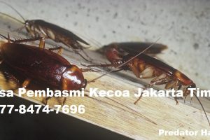 Jasa Pembasmi Kecoa Jakarta Timur