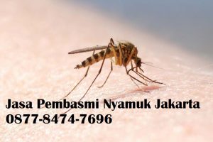Jasa Pembasmi Nyamuk Jakarta