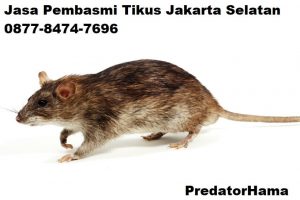 Jasa Pembasmi Tikus Jakarta Barat